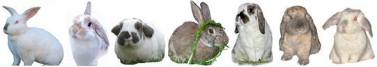 Rabbit Rescue Store