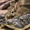 Bunny Flop Beds - Image 14