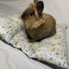 Bunny Flop Beds - Image 15