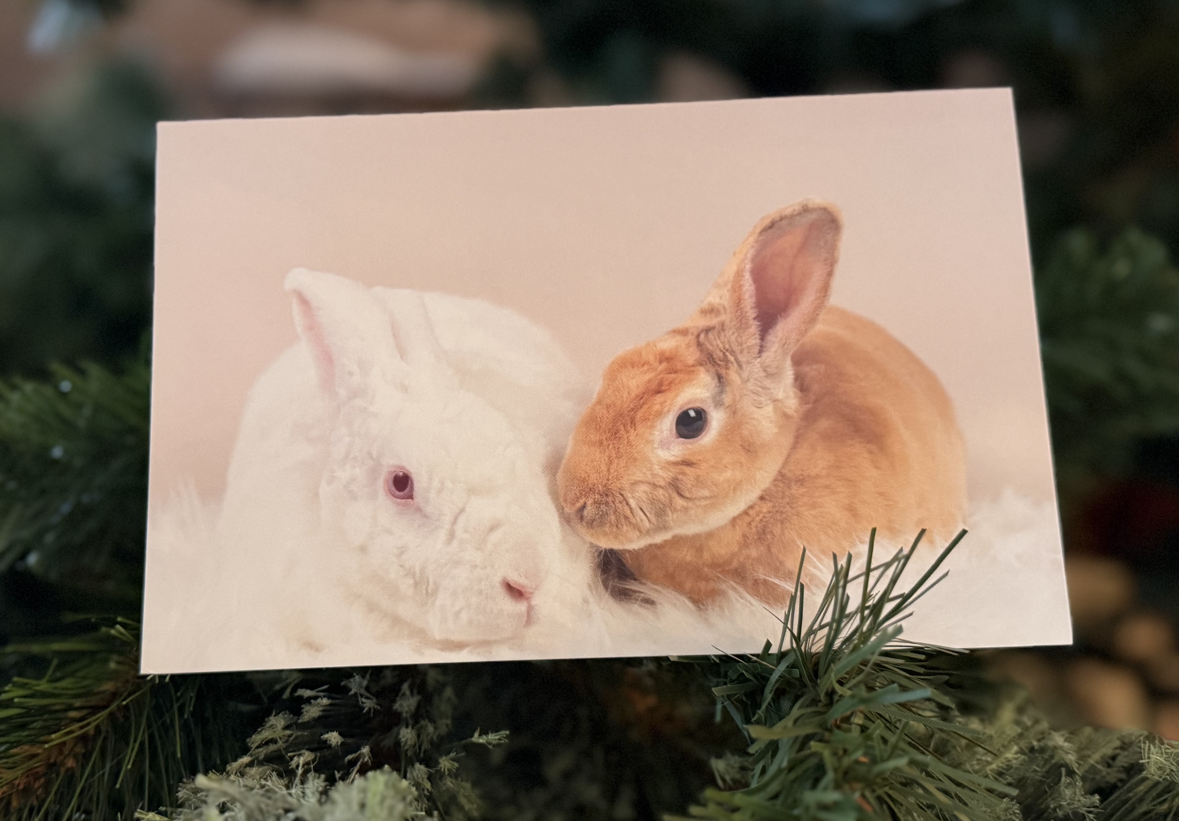 Hurley & Brea Holiday Card