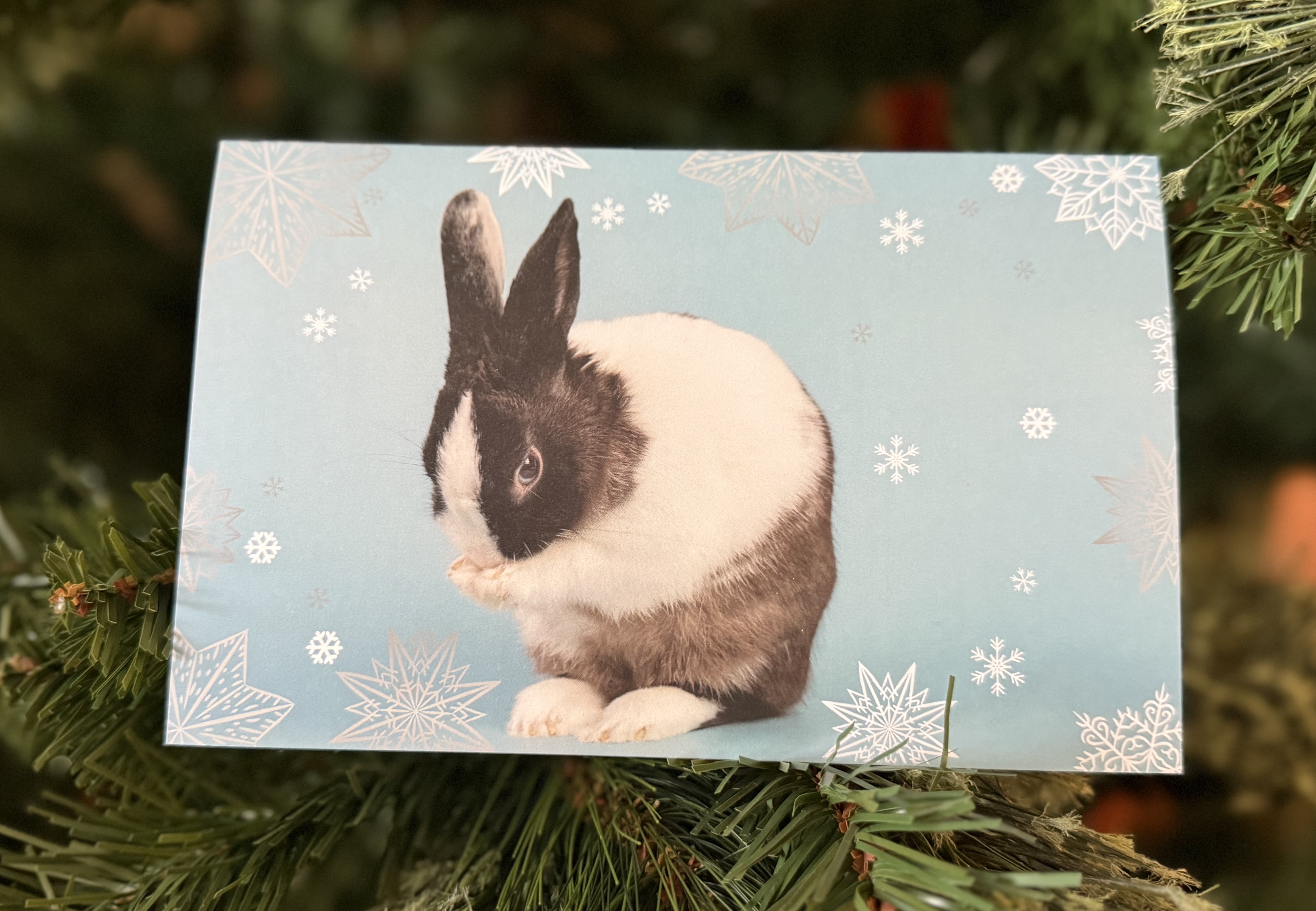 Ozzy Holiday Card