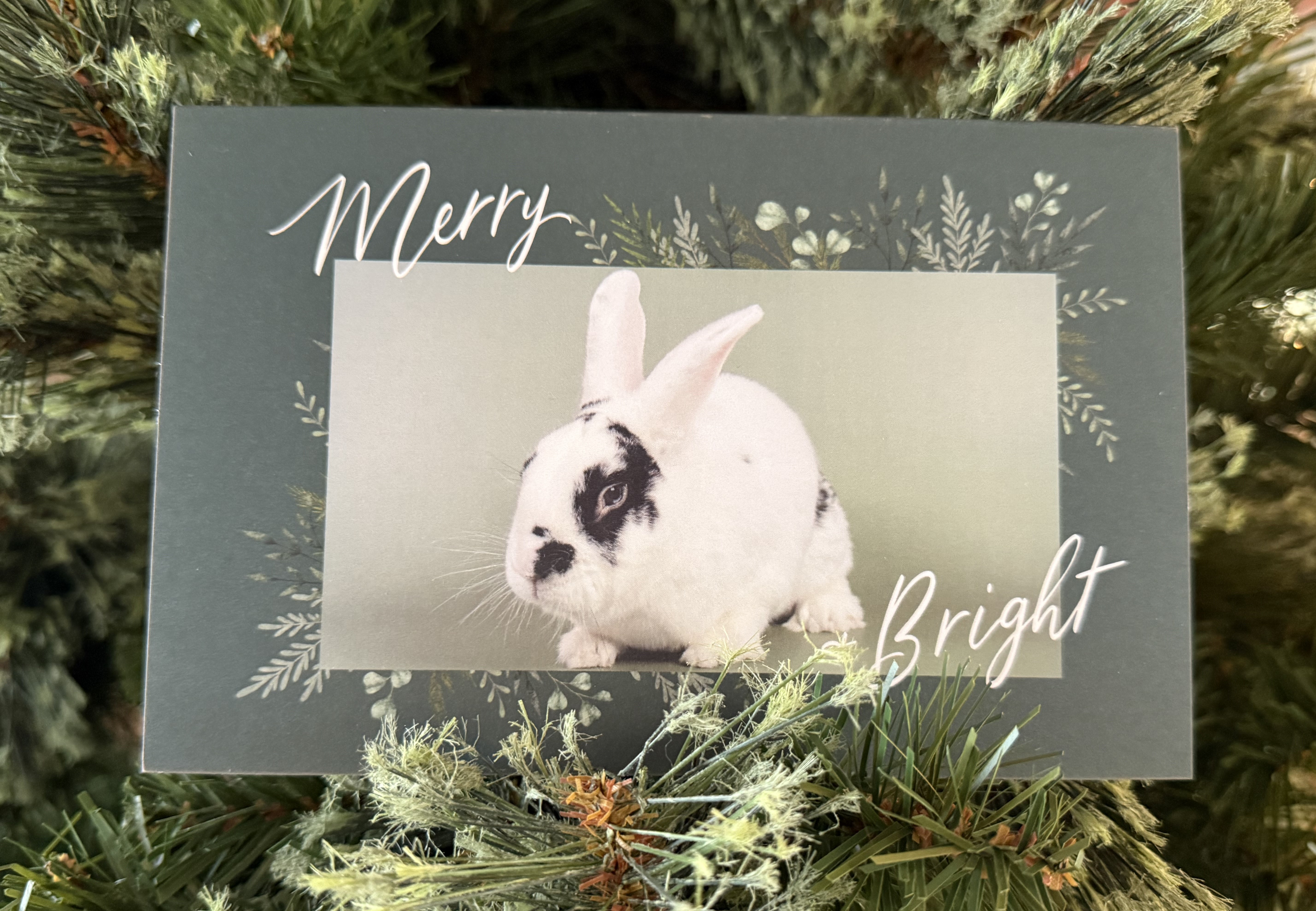 Moo Moo Holiday Card